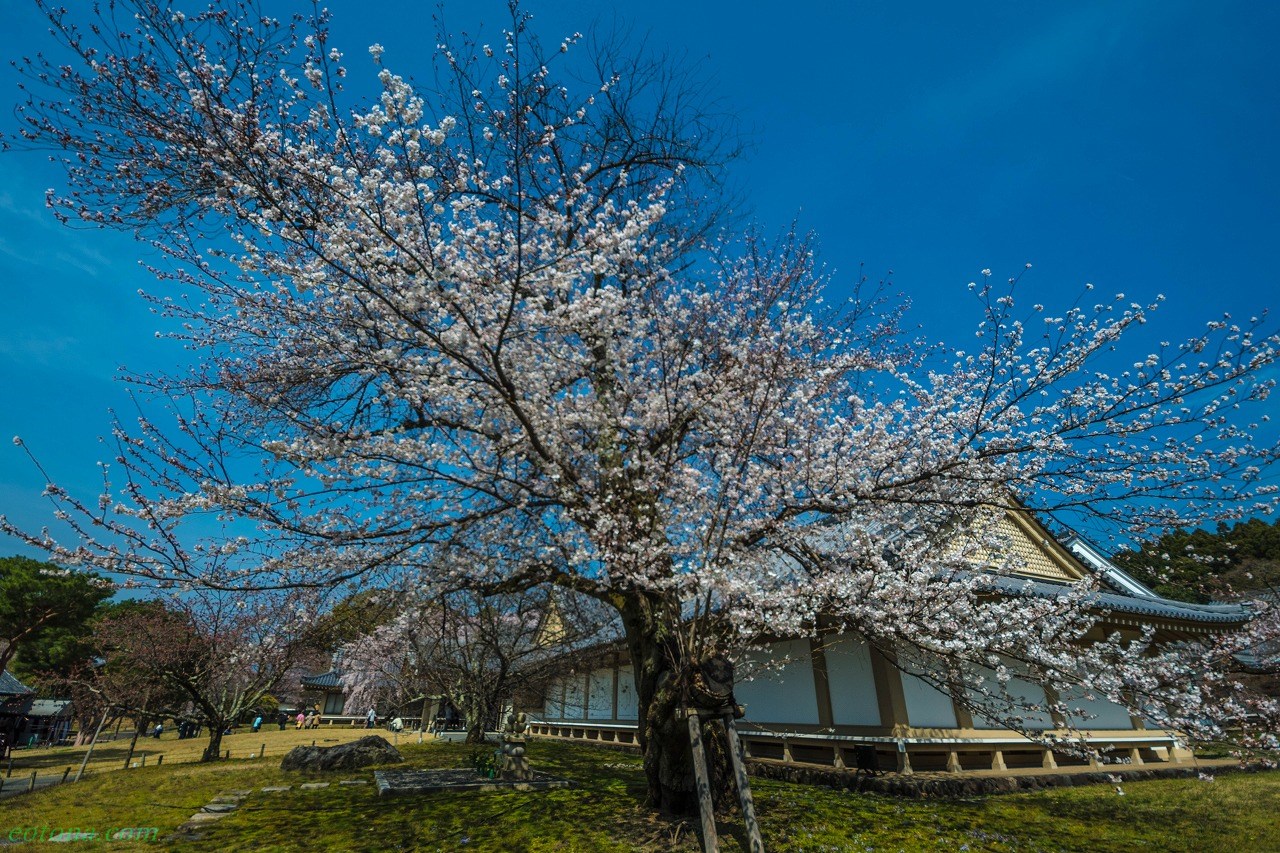 醍醐の花見 きままな旅人